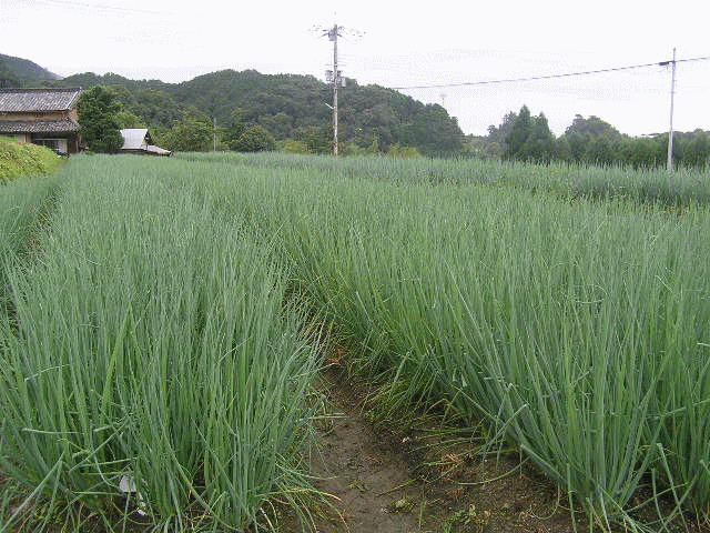 五條市青ネギ生産組合